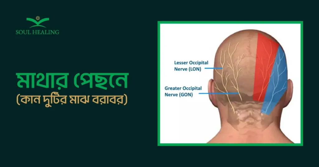 মাথার পেছনে
