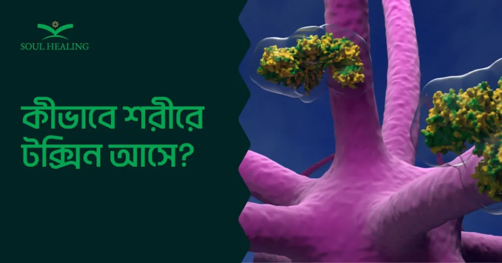 কীভাবে শরীরে টক্সিন আসে